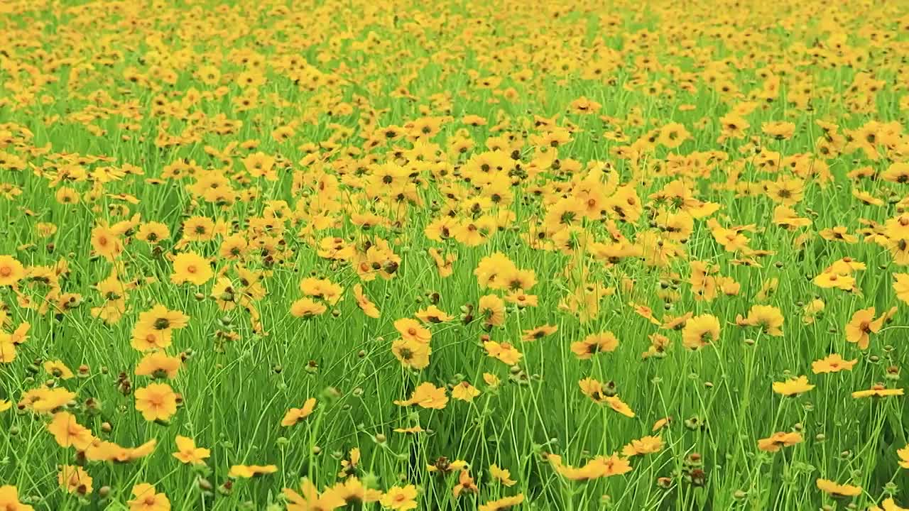 向左摇摄镜头下的金鸡菊花海视频素材