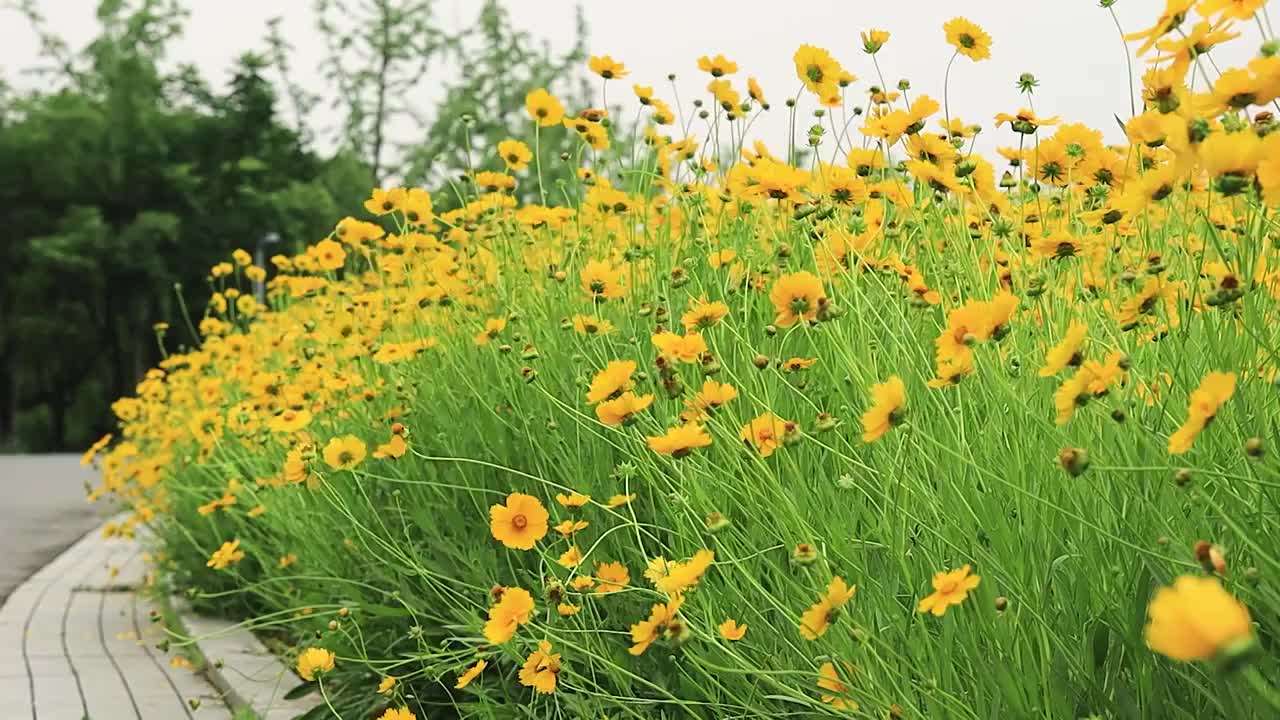 路边的金鸡菊花海视频素材