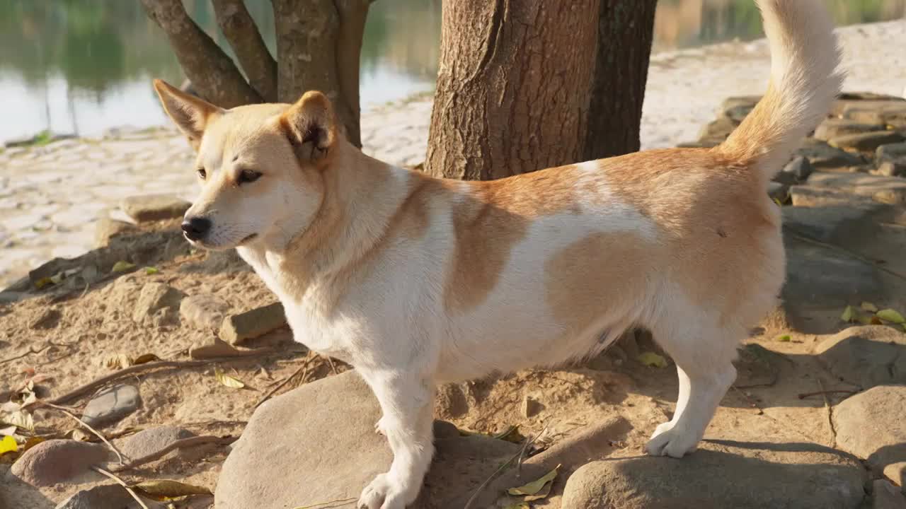 乡村土狗视频素材