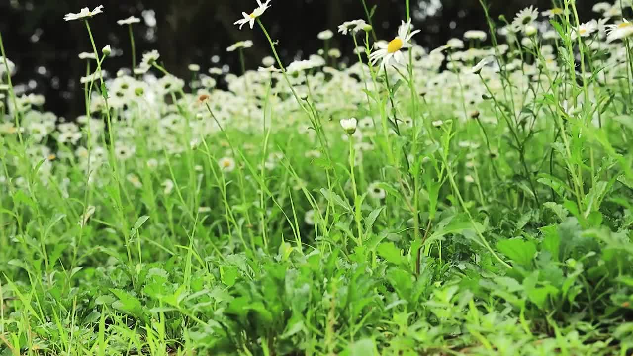 低视角镜头下大滨菊随风舞动的浪漫姿态视频素材