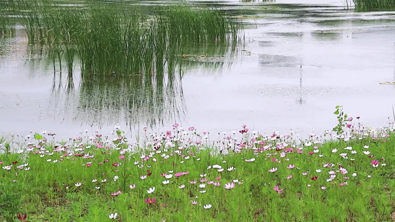 自然湿地湖中的芦苇与湖边的花丛在微风中摇摆视频素材