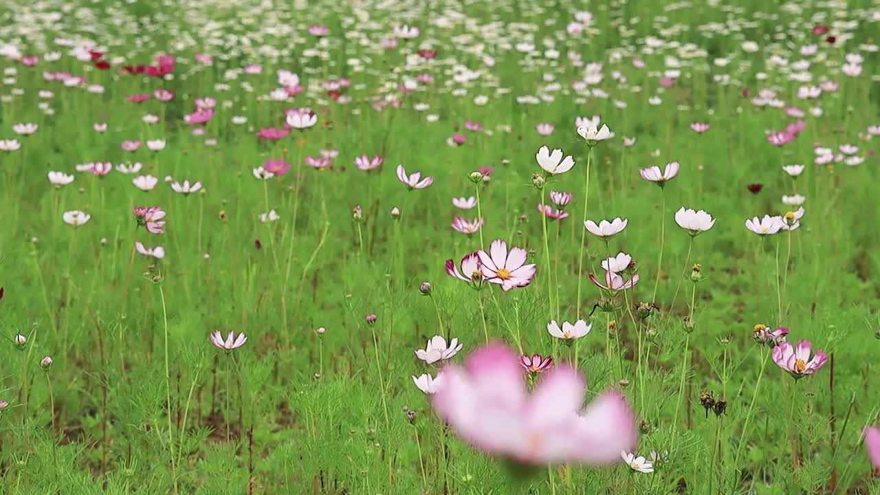 亭亭玉立的花朵在微风轻轻摇曳视频素材