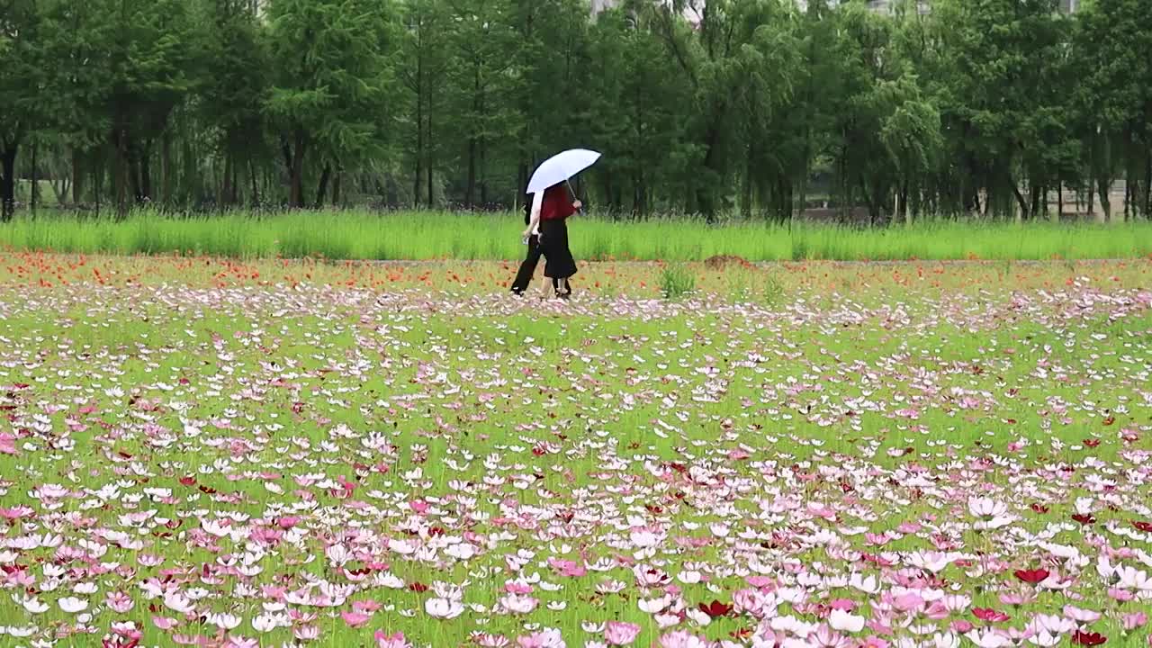 散步的游人丛花丛边经过视频素材