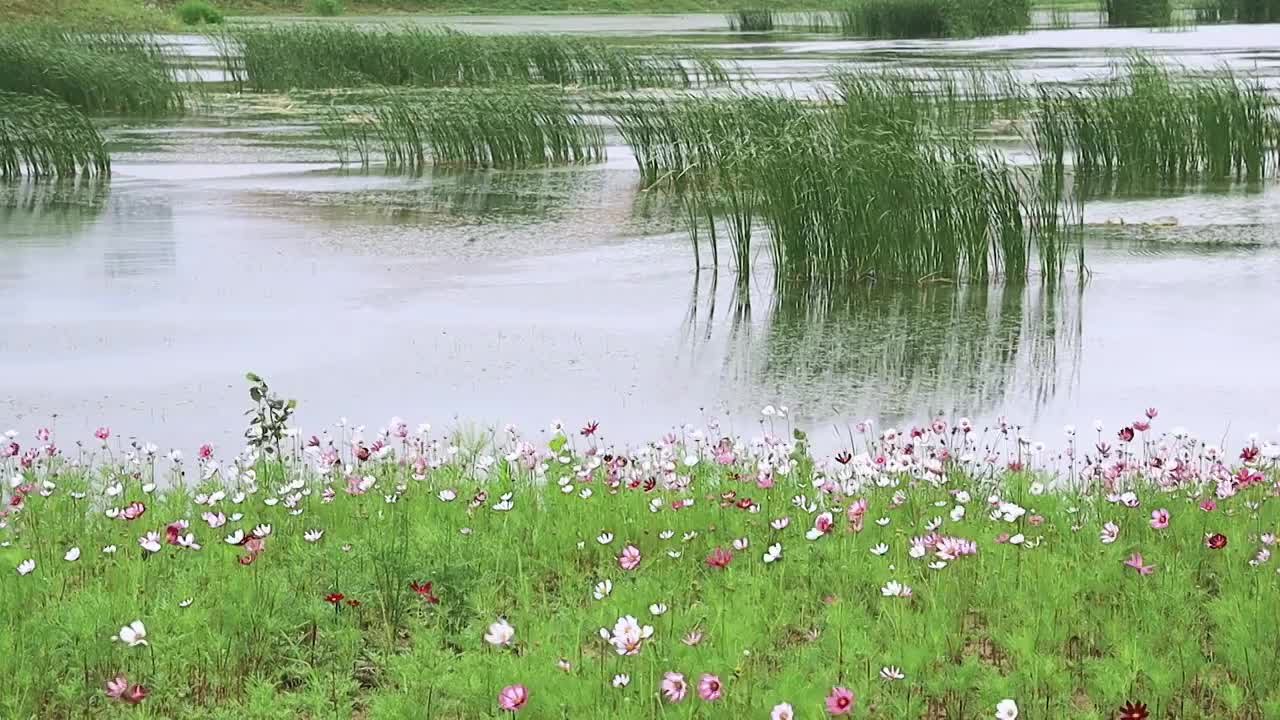 自然湿地湖边的植物生态景象视频素材