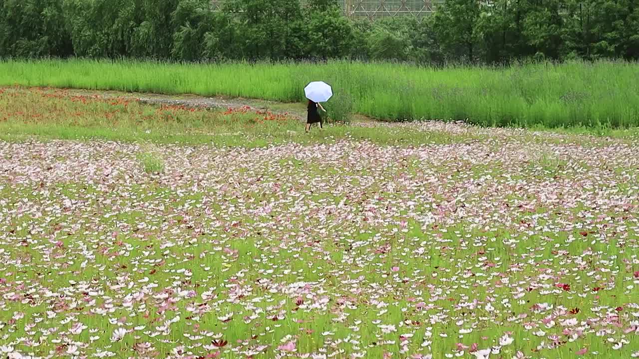 建设中的城市公园花丛边经过的游人视频素材