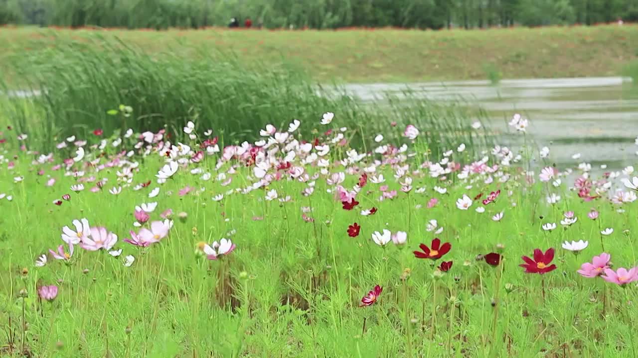 城市中保留的自然湿地生态景色视频素材