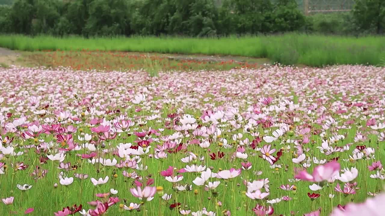 大风吹拂建设工地边的花丛视频素材