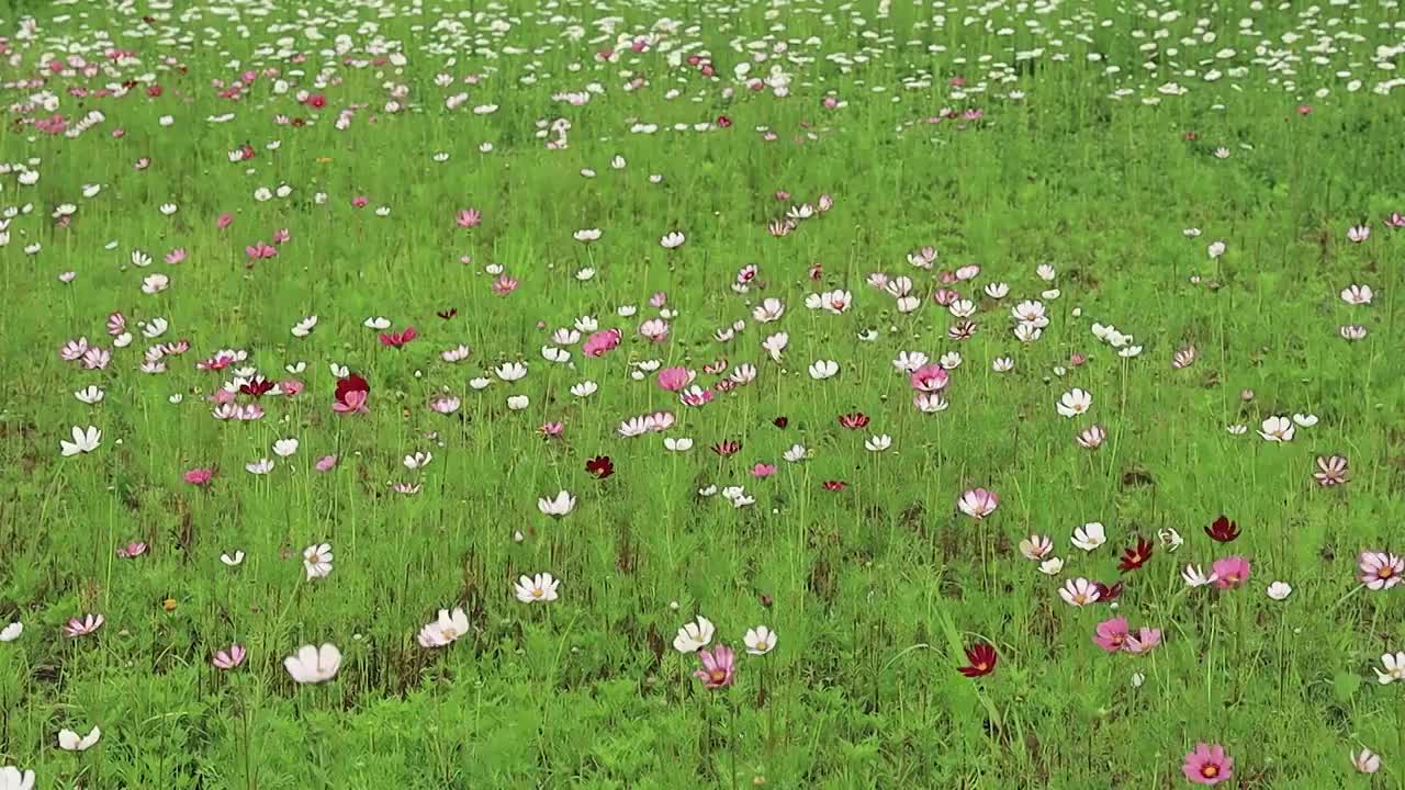 五彩缤纷的花朵在风中各自舞蹈视频素材