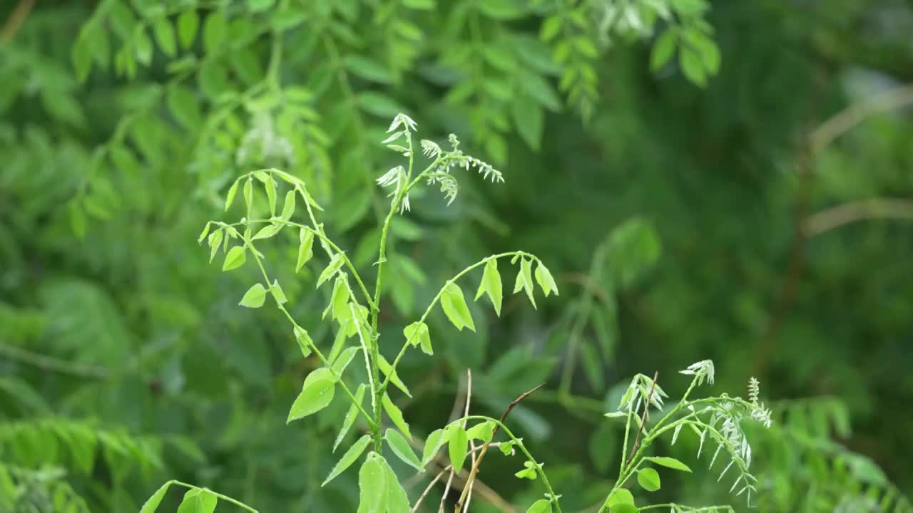 春雨视频素材