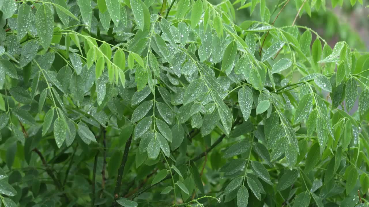 春雨视频素材