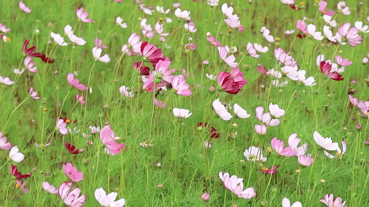 风吹过秋英花丛花头随风起伏的样子视频素材