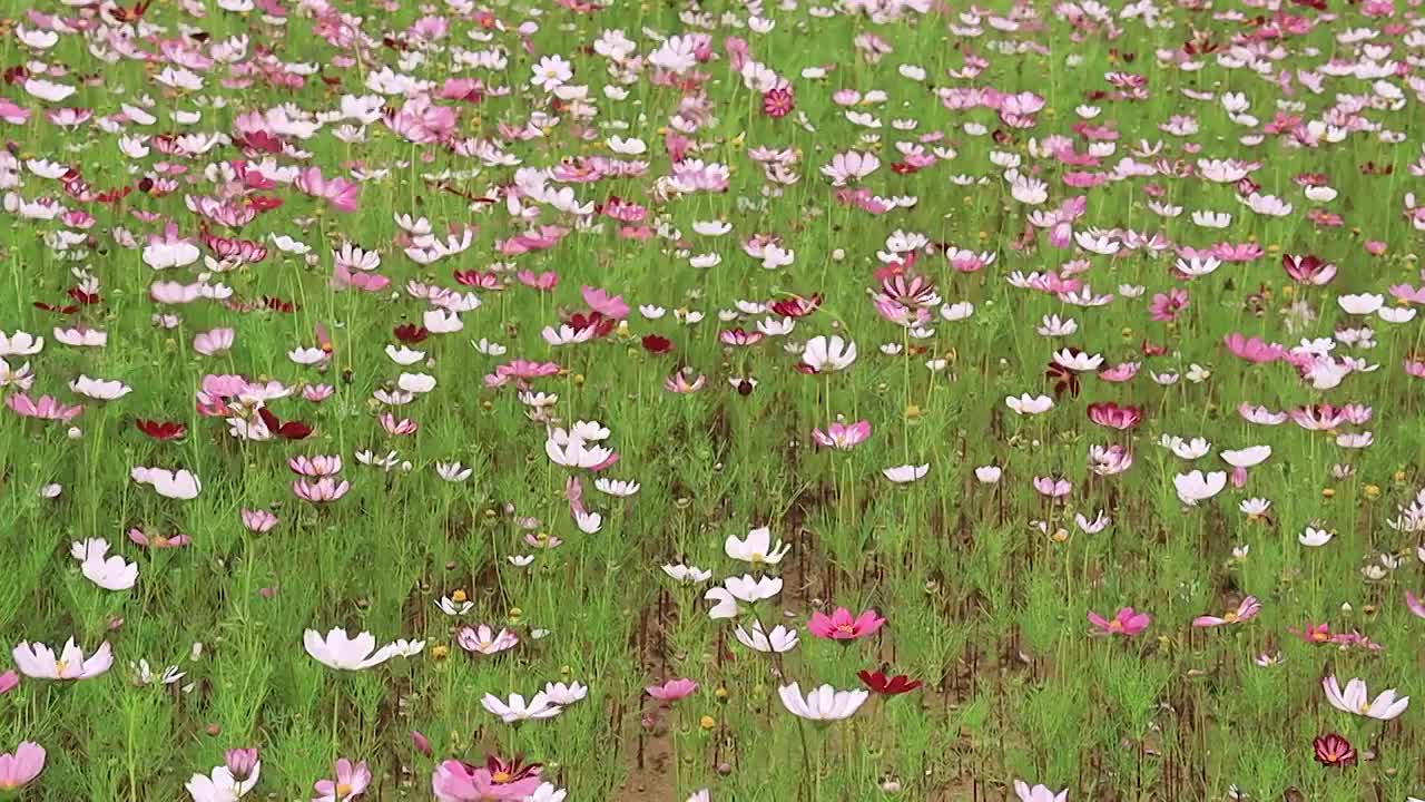 随风摇曳的花海由近到远视频素材