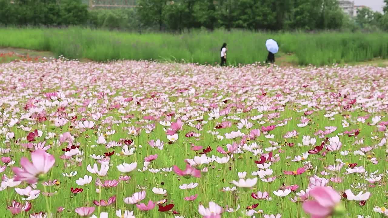 微风吹动的花丛边吸引了路人过来打卡拍照视频素材