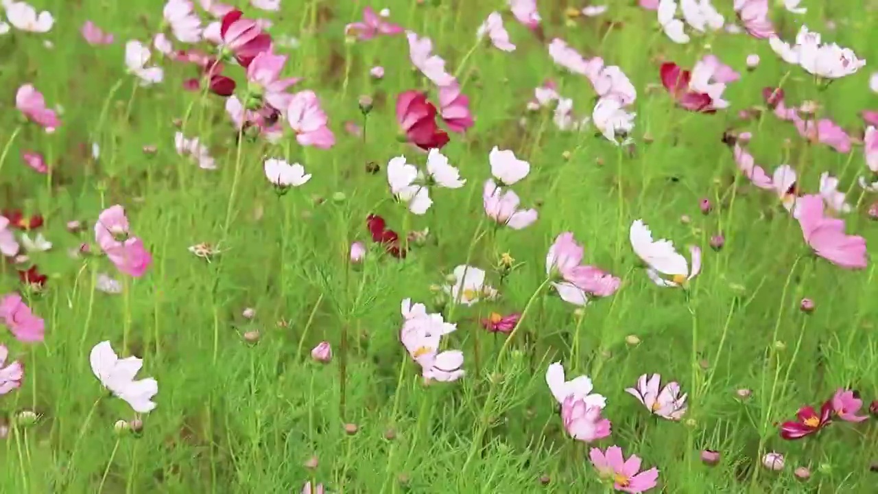 风吹过压弯了秋英花枝视频素材