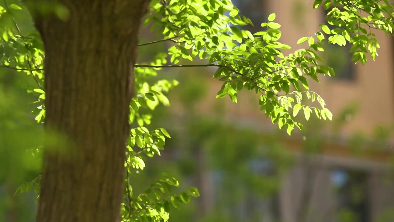 槐树叶盛夏里随风飘摇视频素材