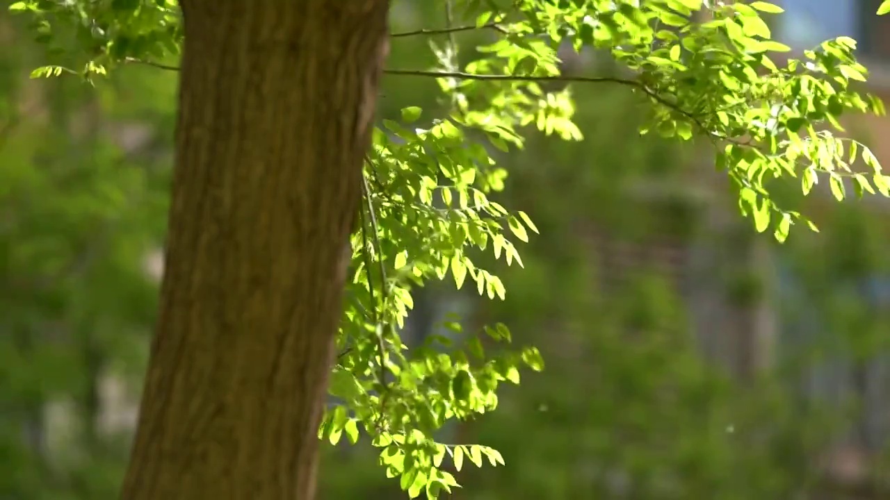 槐树叶盛夏里随风飘摇视频素材