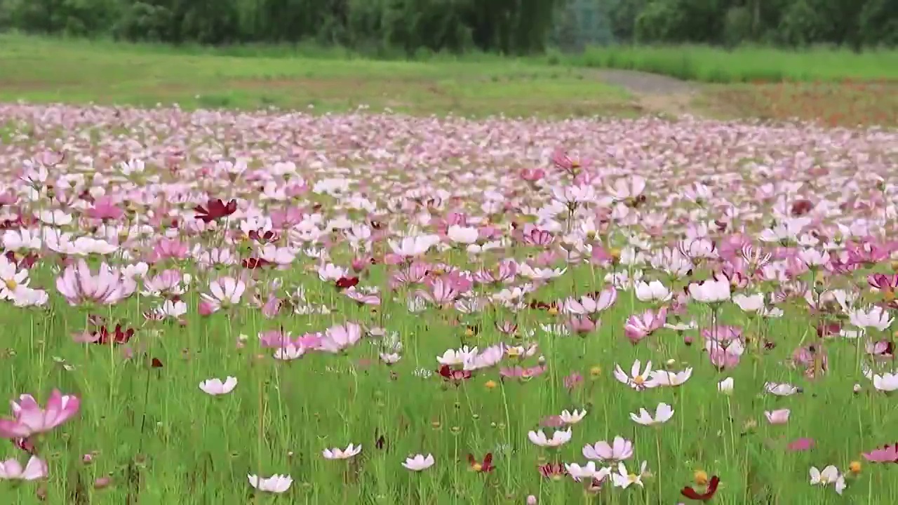 随风舞动花的海洋视频素材