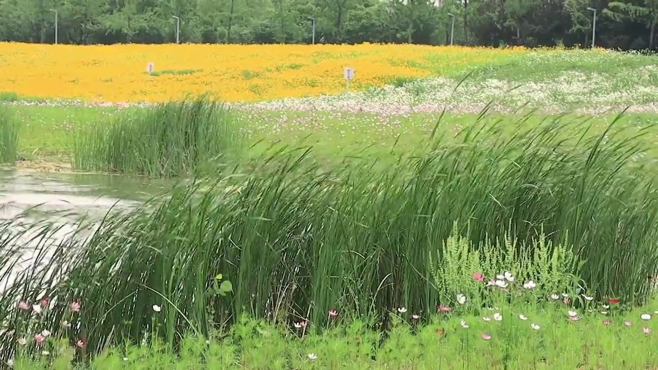 湿地公园的生态景象视频素材