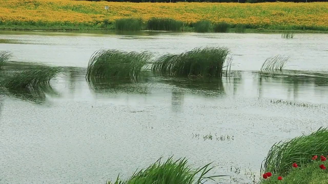 湖泊中的芦苇被风吹拂下的姿态视频素材