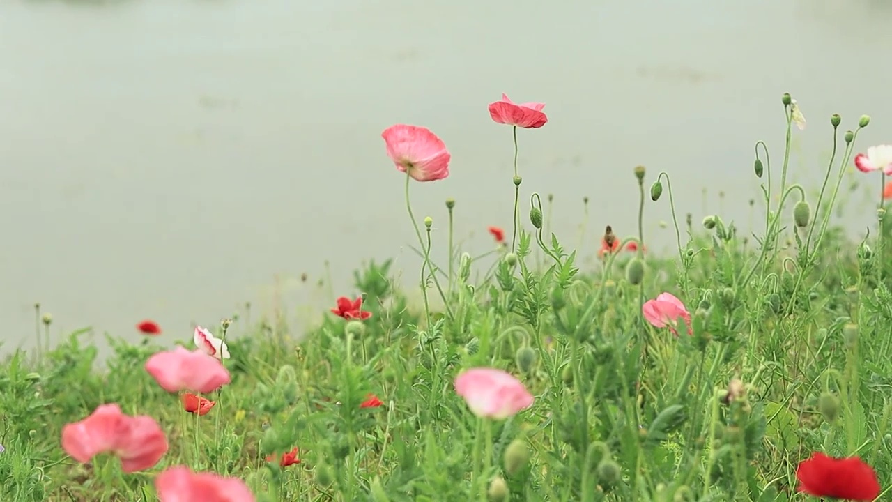 水边摇曳的虞美人花朵视频素材