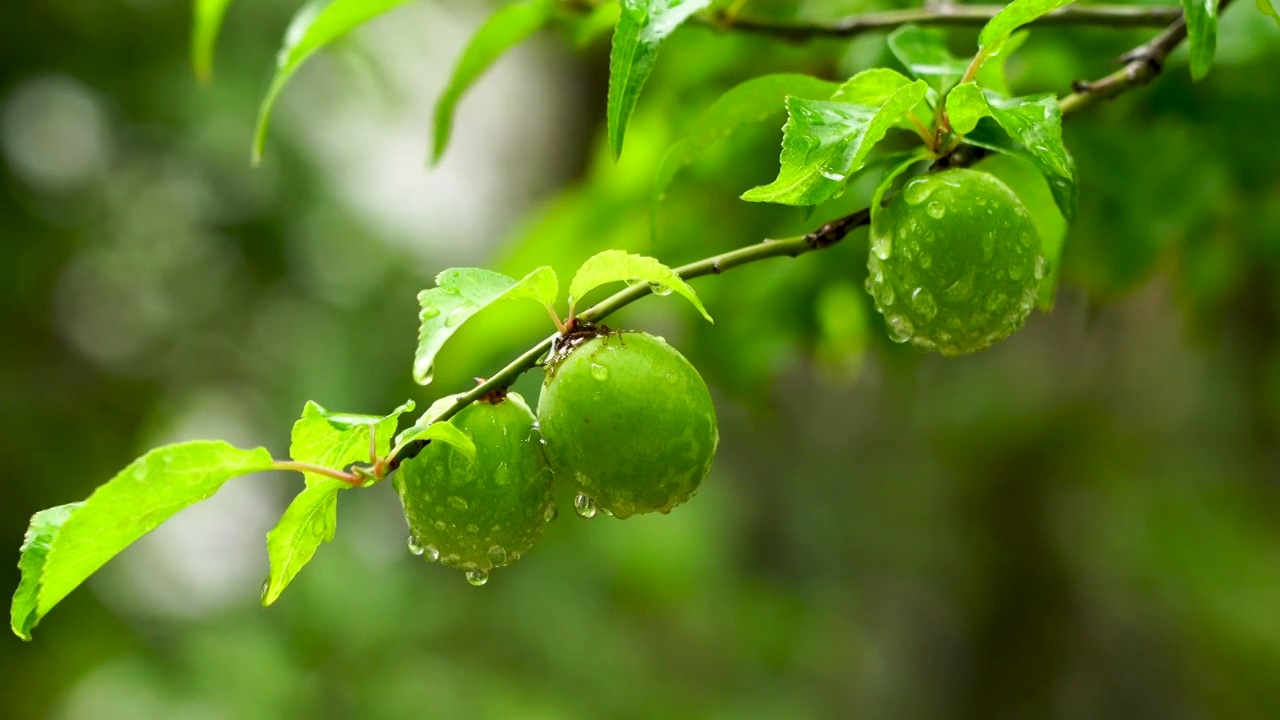 夏天雨水中的青梅视频素材