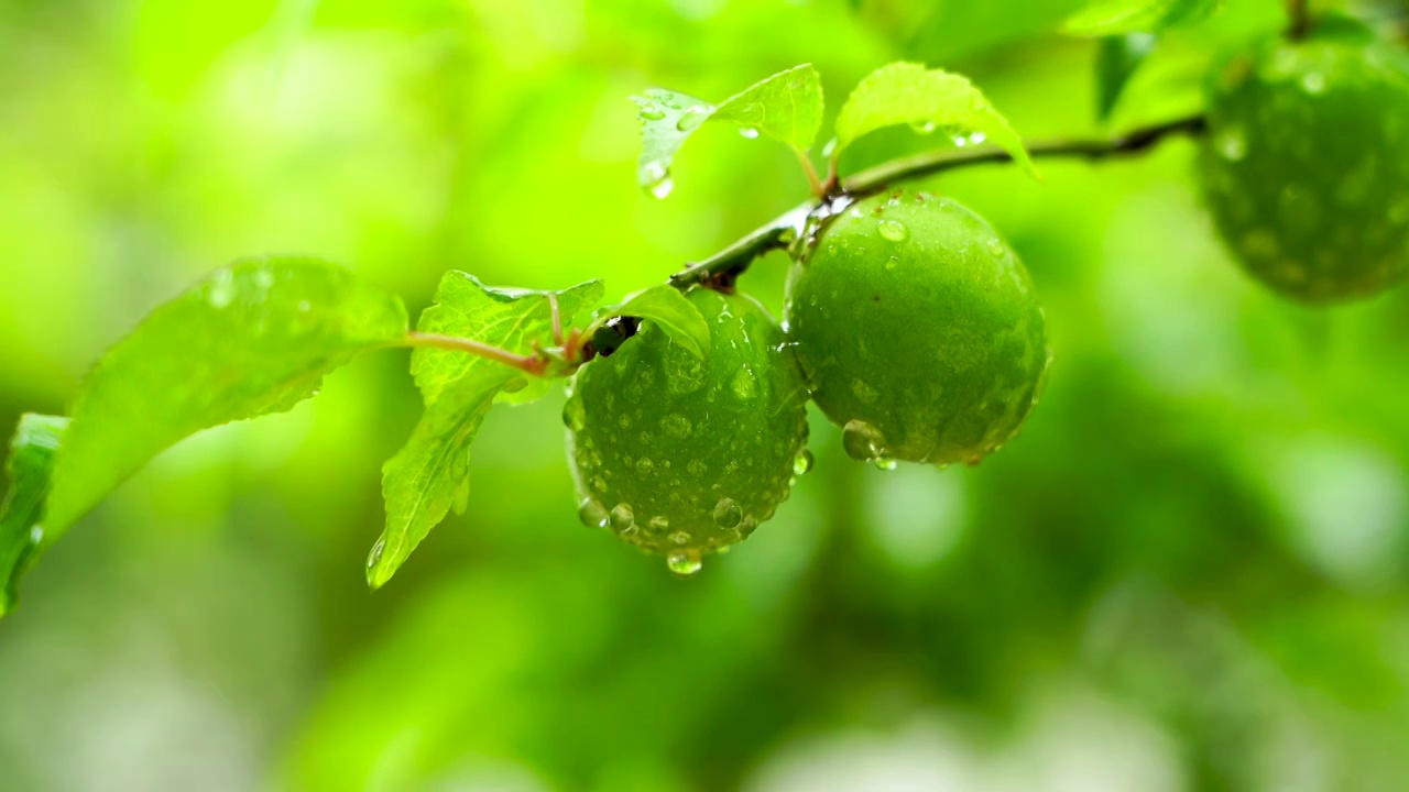 夏天雨水中的青梅视频素材