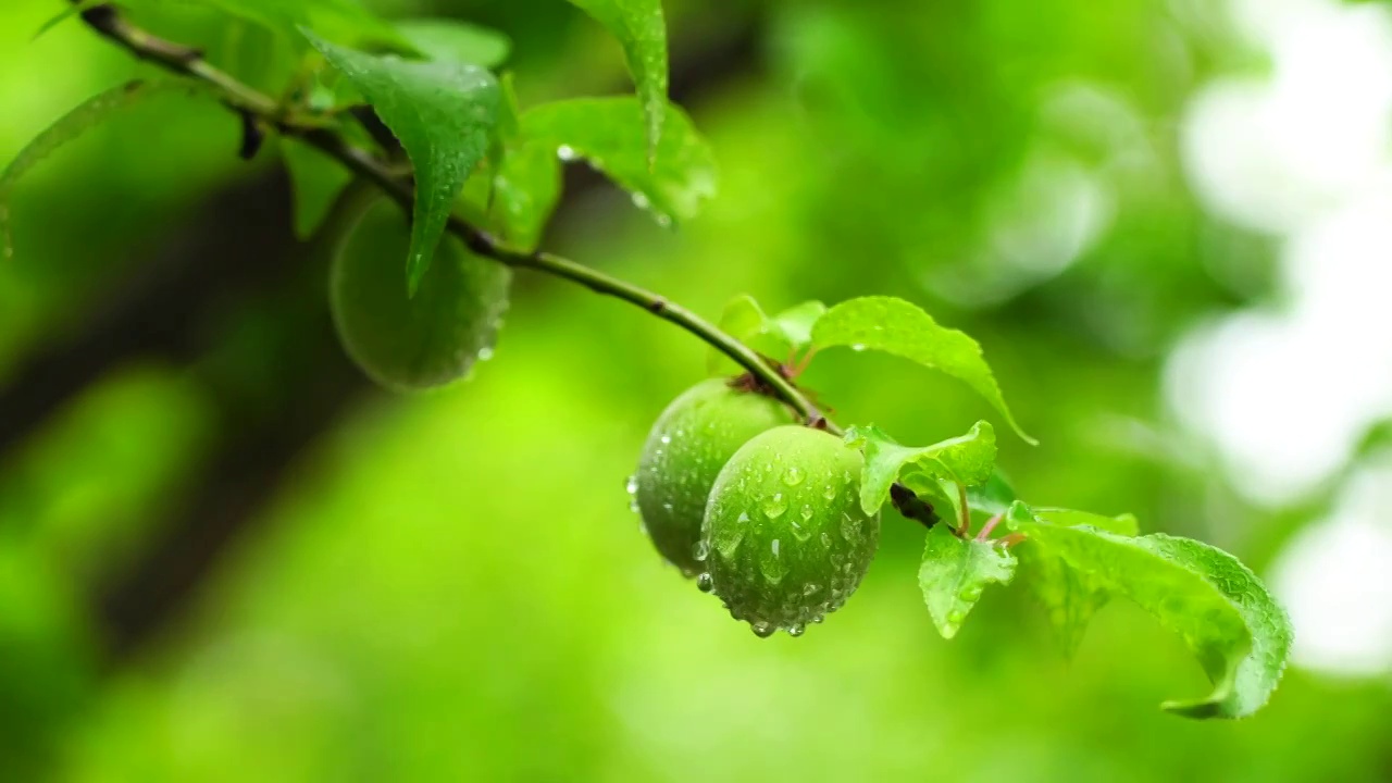 夏天雨水中的青梅果实视频素材