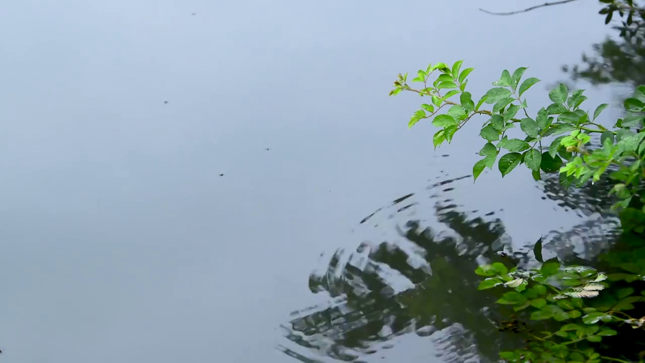 下雨时湖面的涟漪视频素材