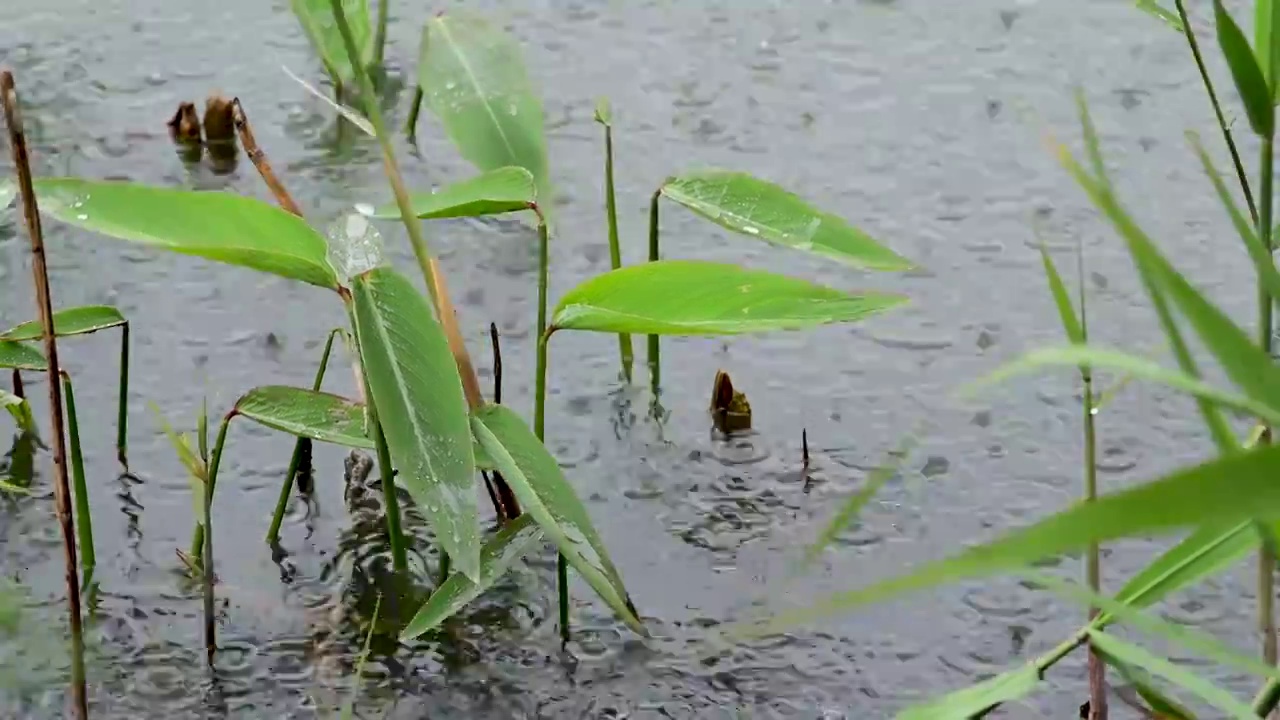 下雨时湖面的涟漪视频素材