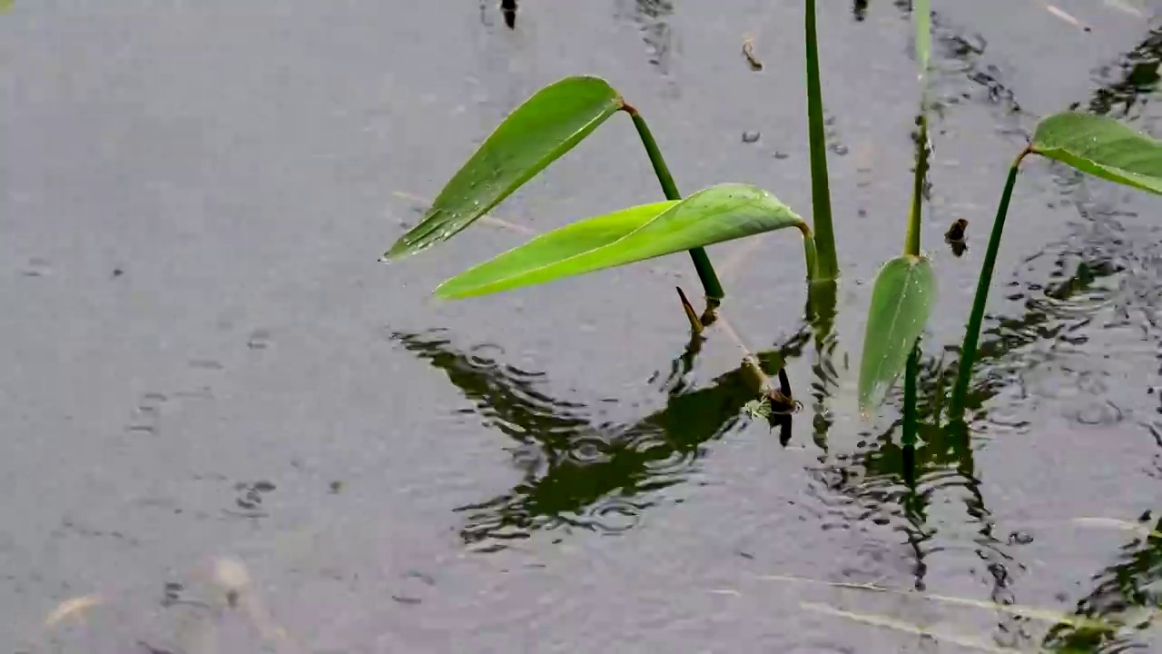 下雨时湖面的涟漪视频素材