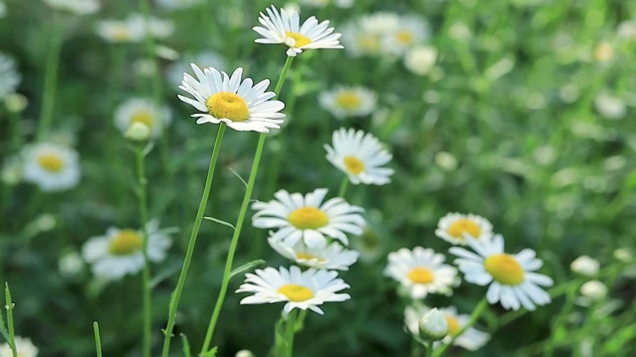 轻轻摇摆是大白菊花视频素材