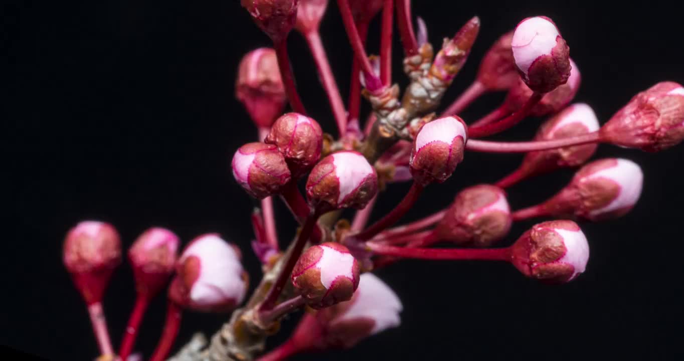 紫叶李花开花延时视频素材