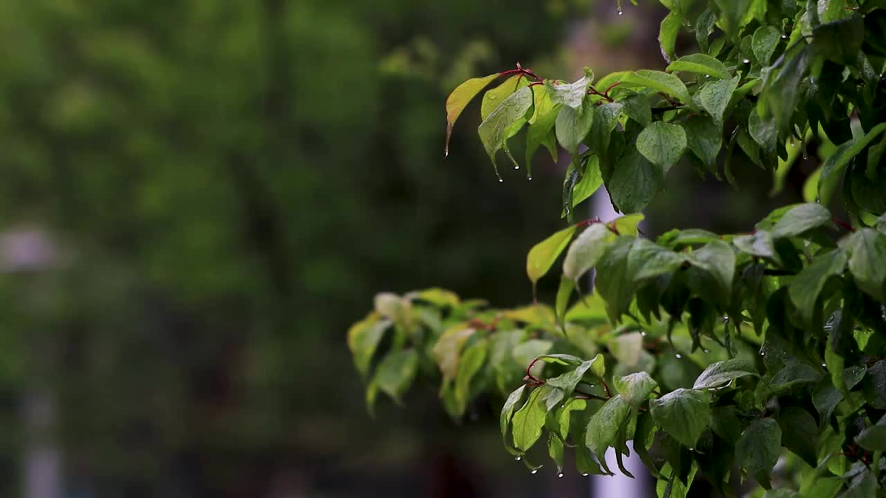 沾满雨滴的树叶视频素材