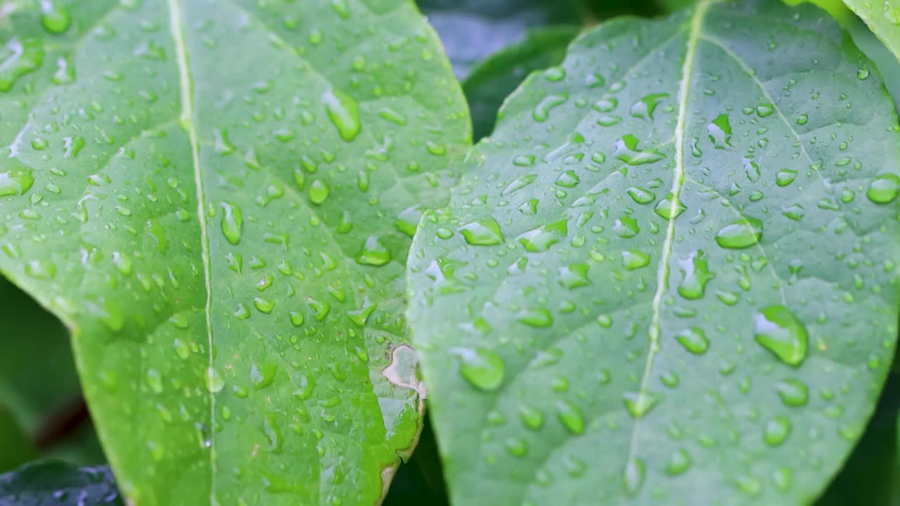 沾满雨滴的树叶视频素材