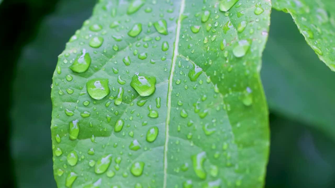 沾满雨滴的树叶视频素材