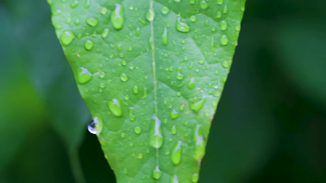 沾满雨滴的树叶视频素材