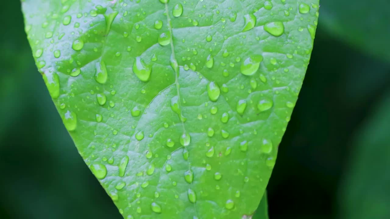 沾满雨滴的树叶视频素材