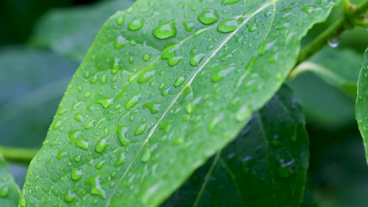 沾满雨滴的树叶视频素材