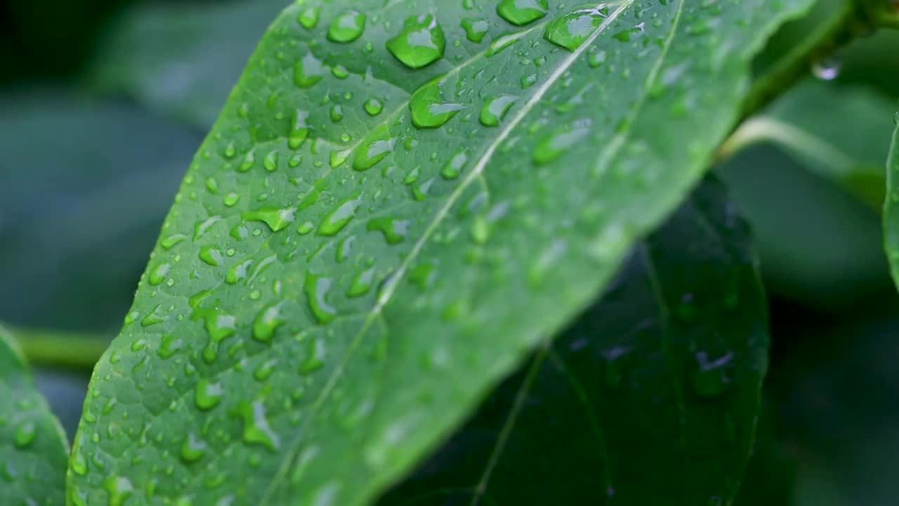 沾满雨滴的树叶视频素材