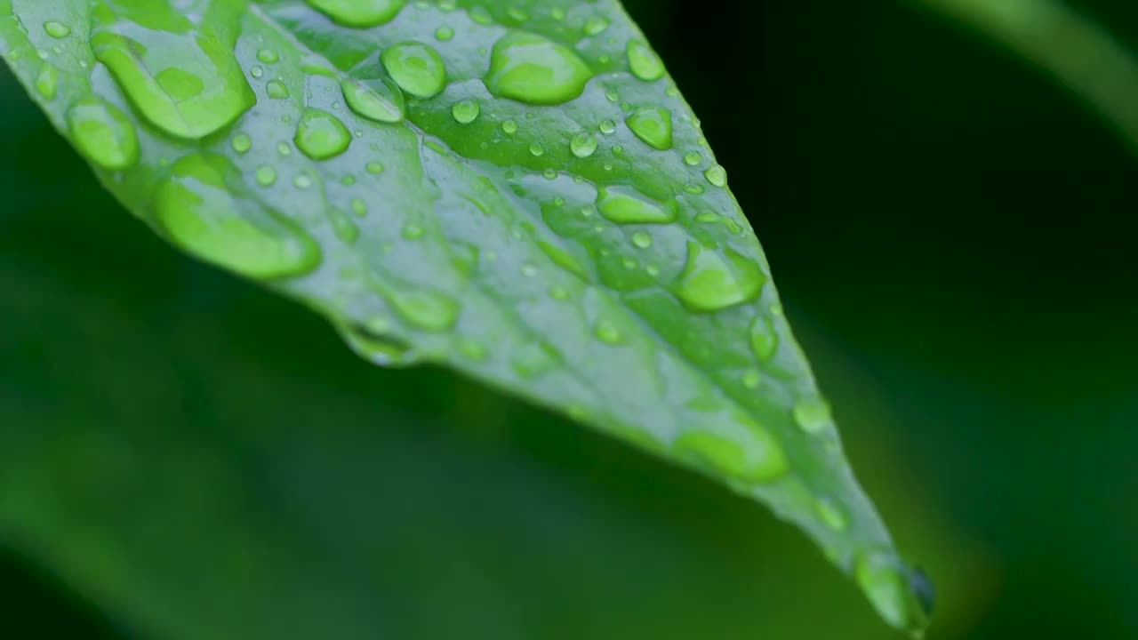 沾满雨滴的树叶视频素材