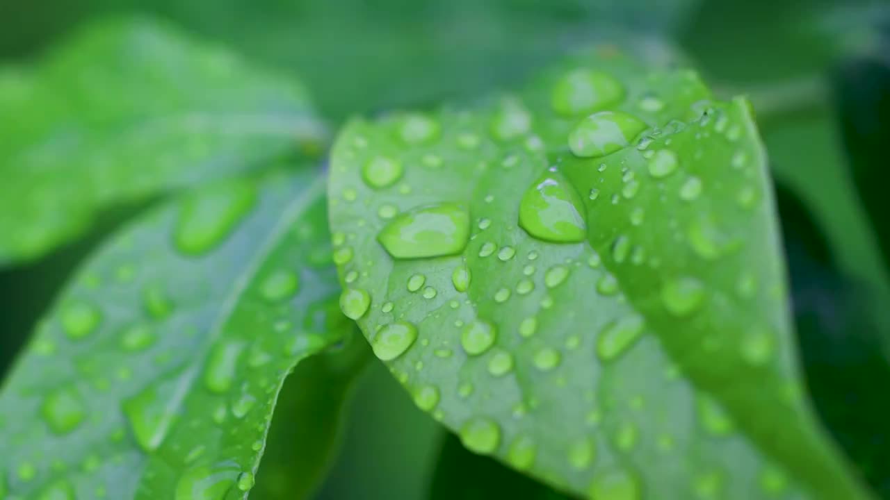 沾满雨滴的树叶视频素材