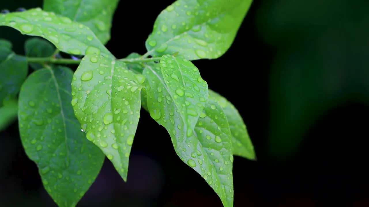 沾满雨滴的树叶视频素材