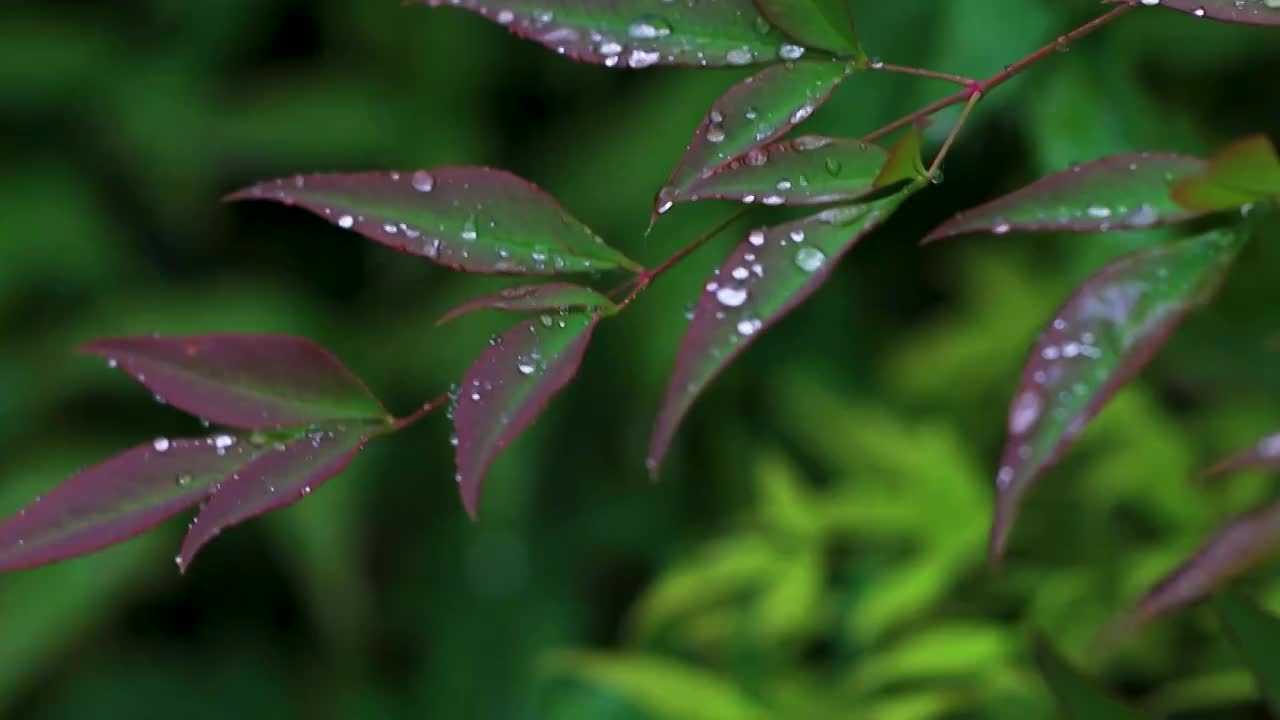 沾满雨滴的树叶视频素材