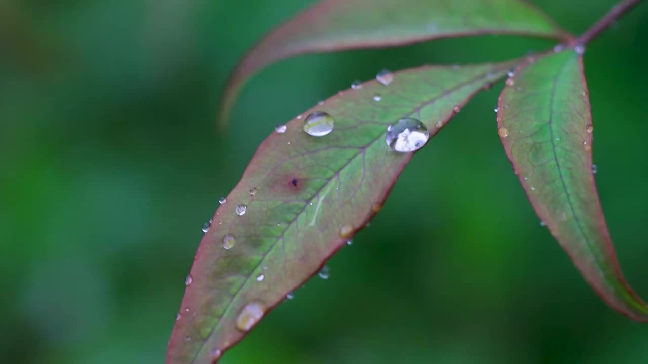 沾满雨滴的树叶视频素材