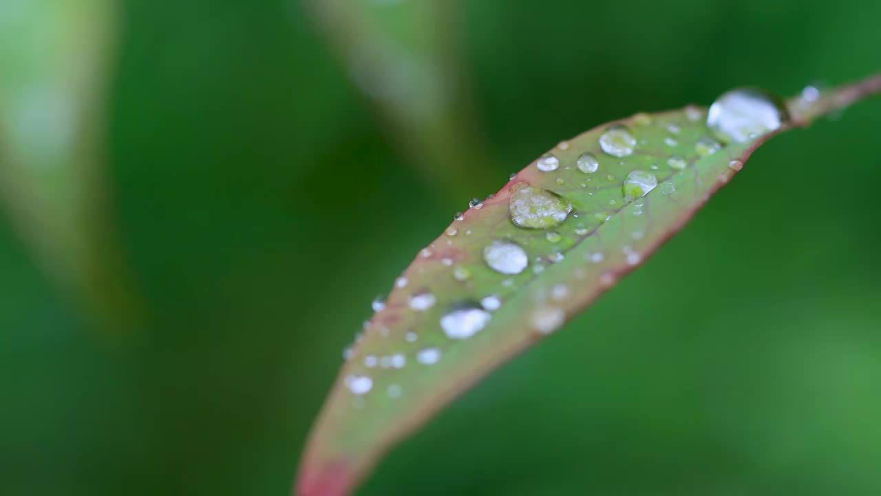 沾满雨滴的树叶视频素材