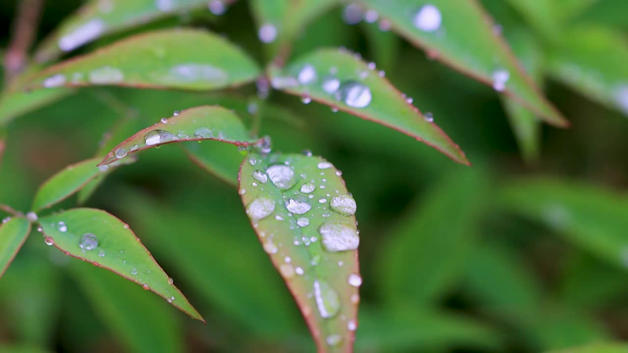 沾满雨滴的树叶视频素材