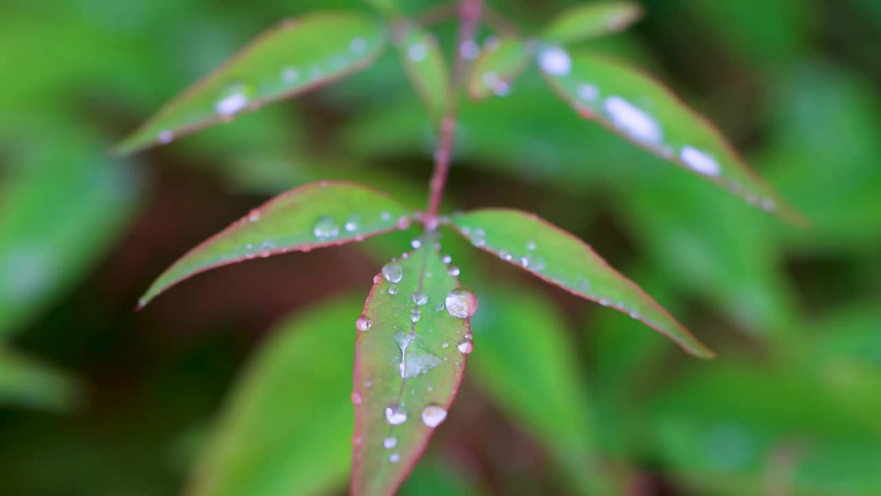 沾满雨滴的树叶视频素材