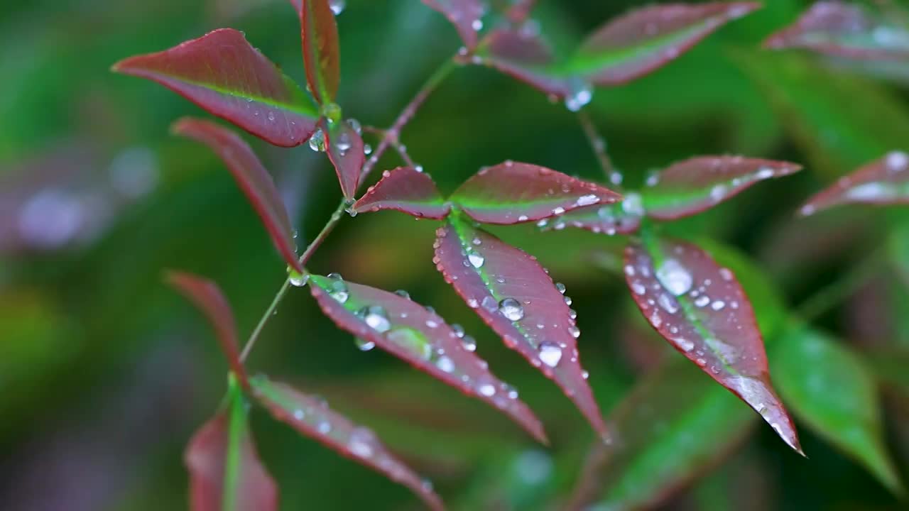 沾满雨滴的树叶视频素材