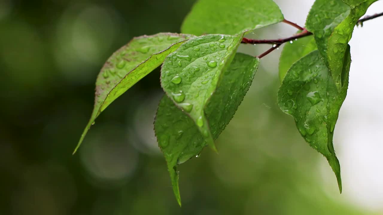 沾满雨滴的树叶视频素材