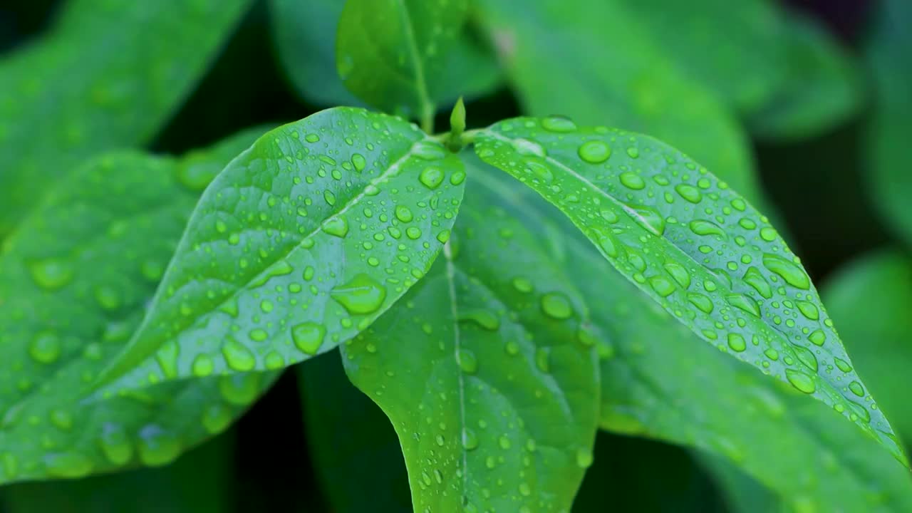 沾满雨滴的树叶视频素材